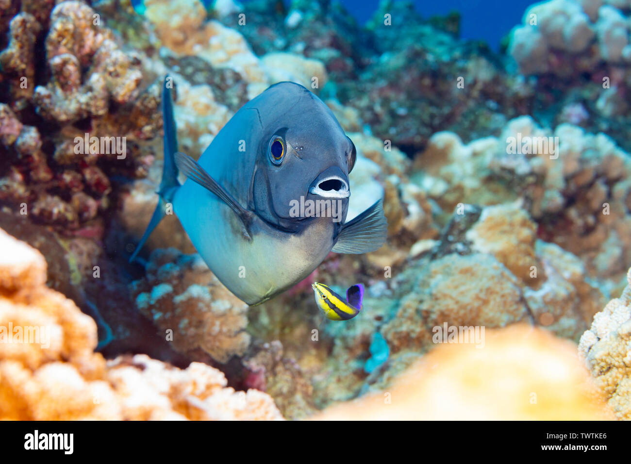 Diese schlanke Nasendoktorfisch, Naso hexacanthus, hat sich ein dunkler als normale Farbe eine endemische Hawaiian cleaner wrasse, Labroides phthirophagus zu helfen, s Stockfoto