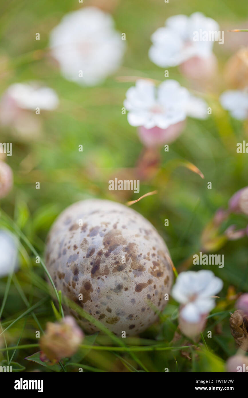 Fast intakt gesprenkelte Sea Bird Egg Shell mit Meer Campion beiseite die von Nest oder von Raubtieren links, von den Berwickshire Coast Path, Schottland. Stockfoto