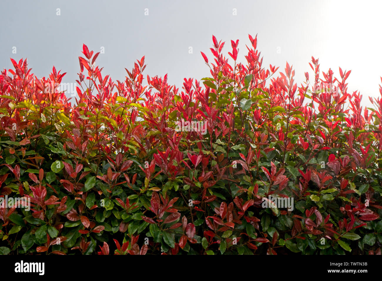 Photinia fraseri Red Robin hedge Bildung Strauch Stockfotografie - Alamy