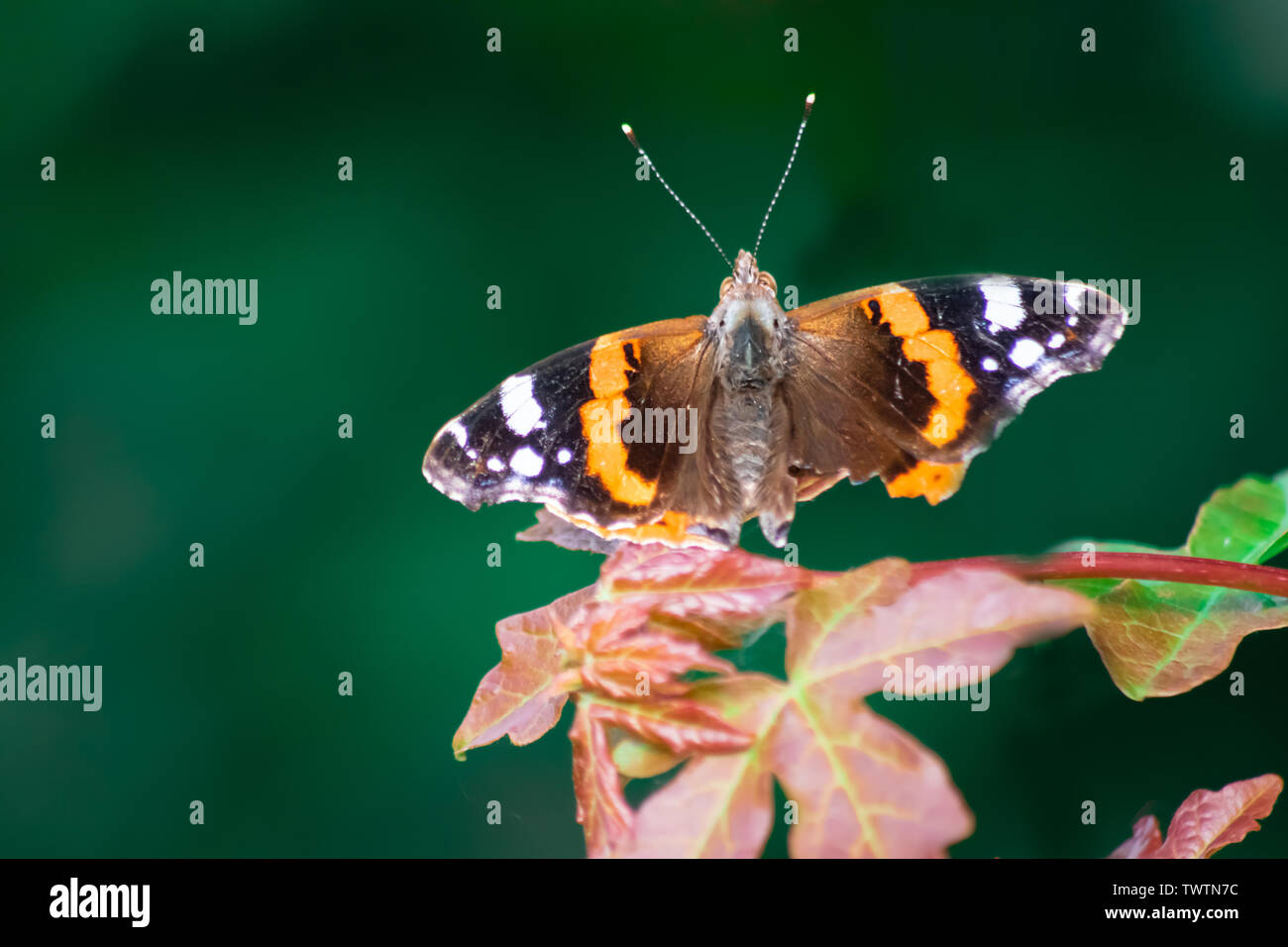 Distelfalter Schmetterling Stockfoto