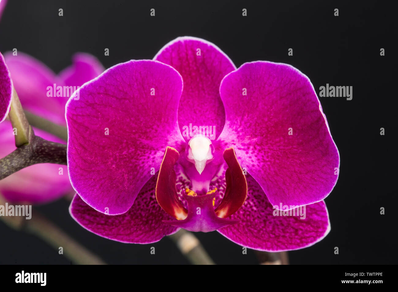 Single lila Orchidee auf schwarzem Hintergrund Stockfoto