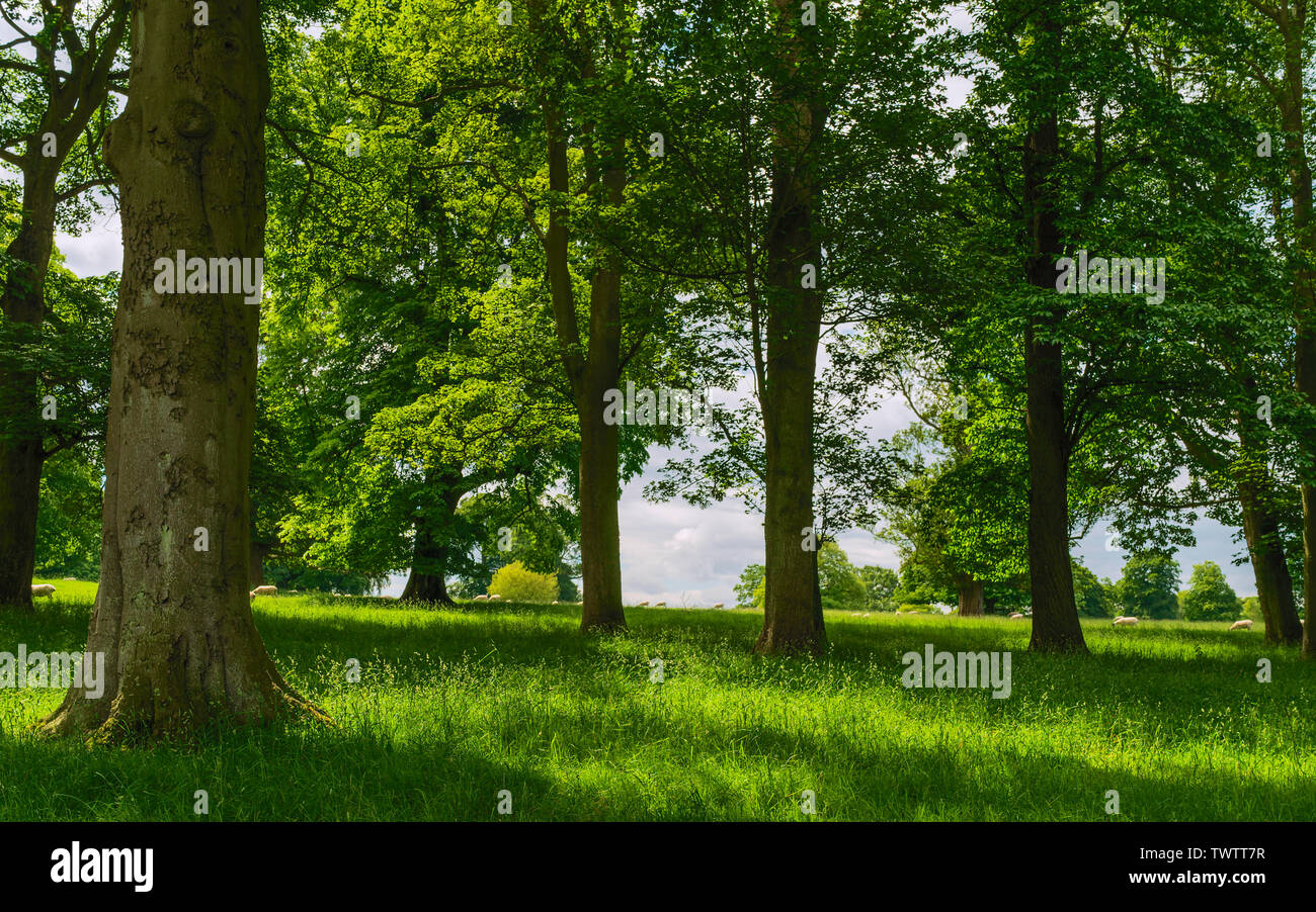 Hohe Bäume aus Eiche, Ahorn und Kastanie, in grünes Laub bedeckt und im Sommer Sonnenlicht und Gras in Beverley, Großbritannien gebadet. Stockfoto