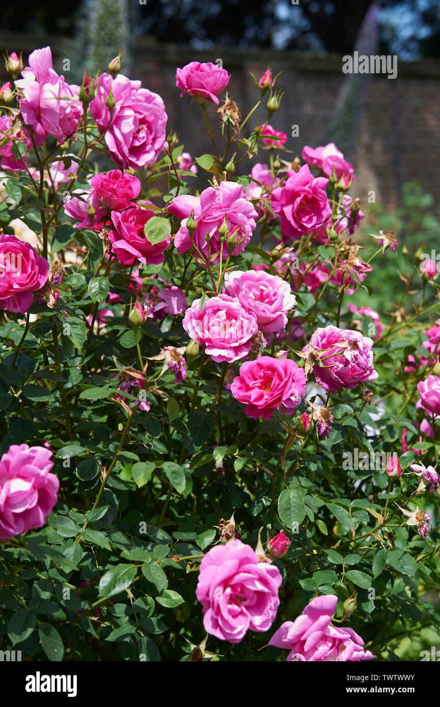 Duftende Hybrid Tea Rose Bush in Blüte im Sommer Sonnenschein Stockfoto