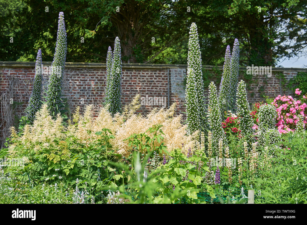 Echium pininana auch bekannt als Giant's Viper bugloss Blauer Turm (Turm von Schmuck) wachsen und blühen in einem ummauerten Garten während der Sommermonate Stockfoto