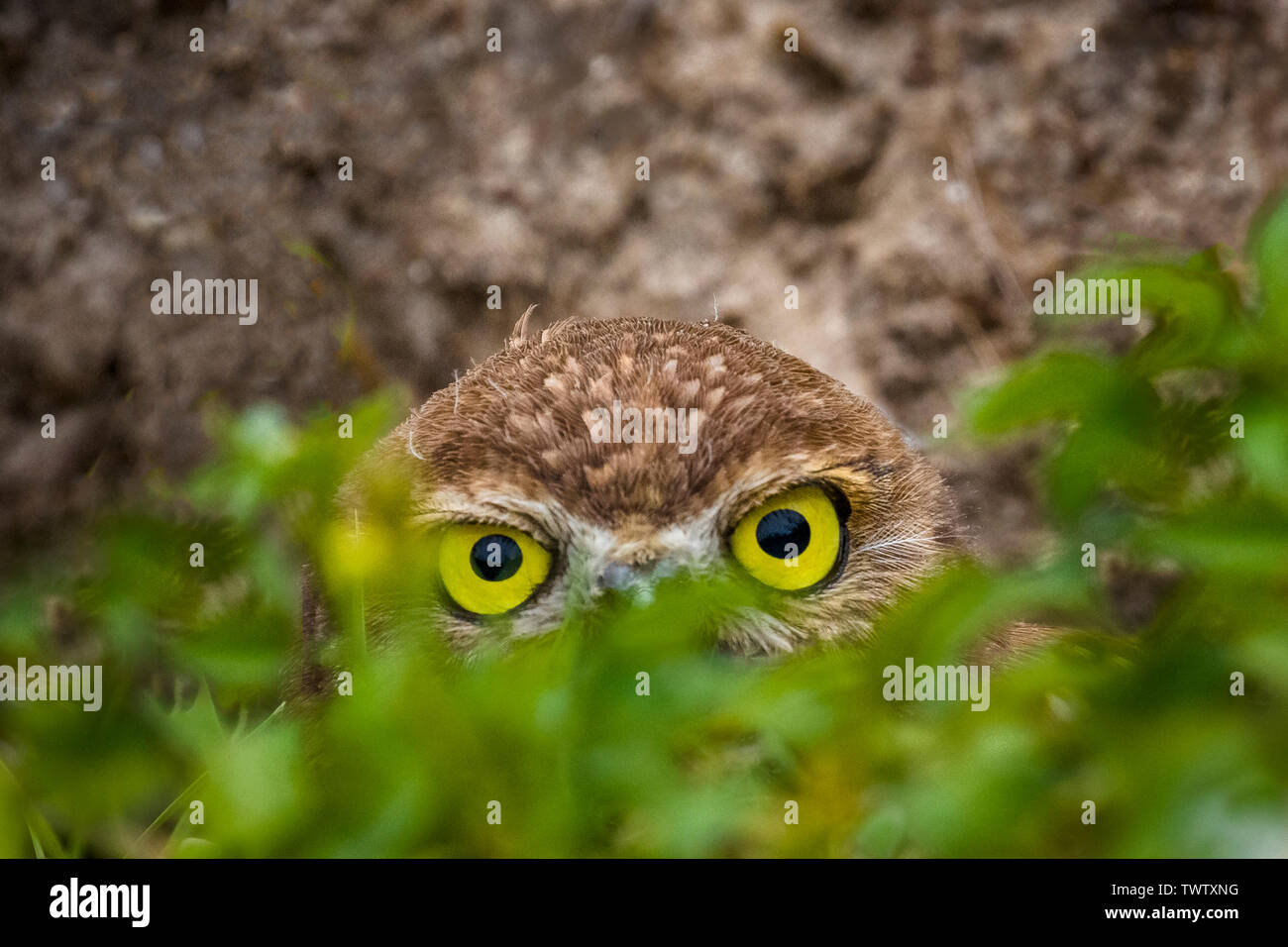 Burrowing Owls (Athene Cunicularia) in Cape Coral Florida Stockfoto