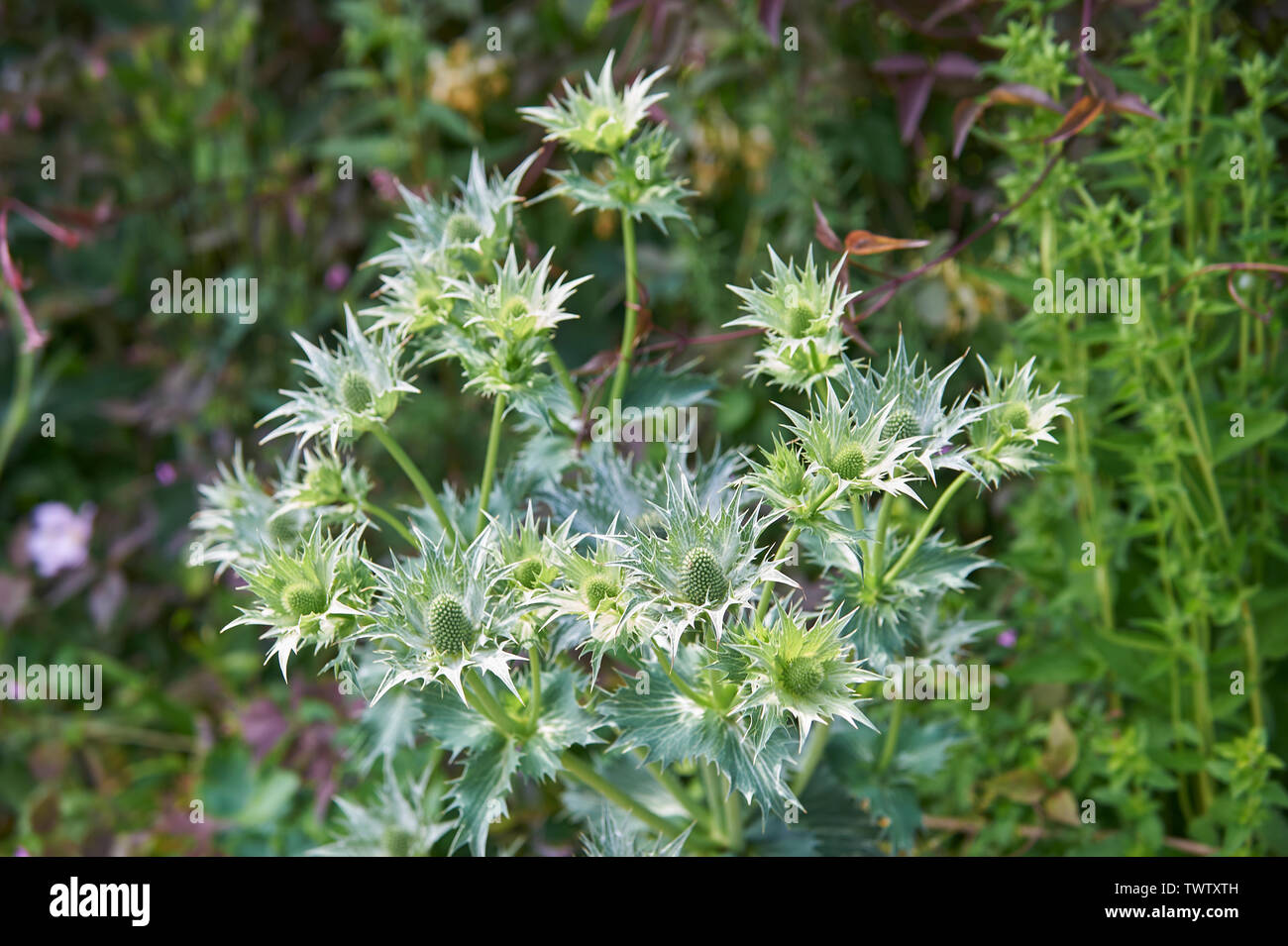 Sea Holly (Eryngium maritimum) wächst in einem hellen Platz im Garten. Stockfoto