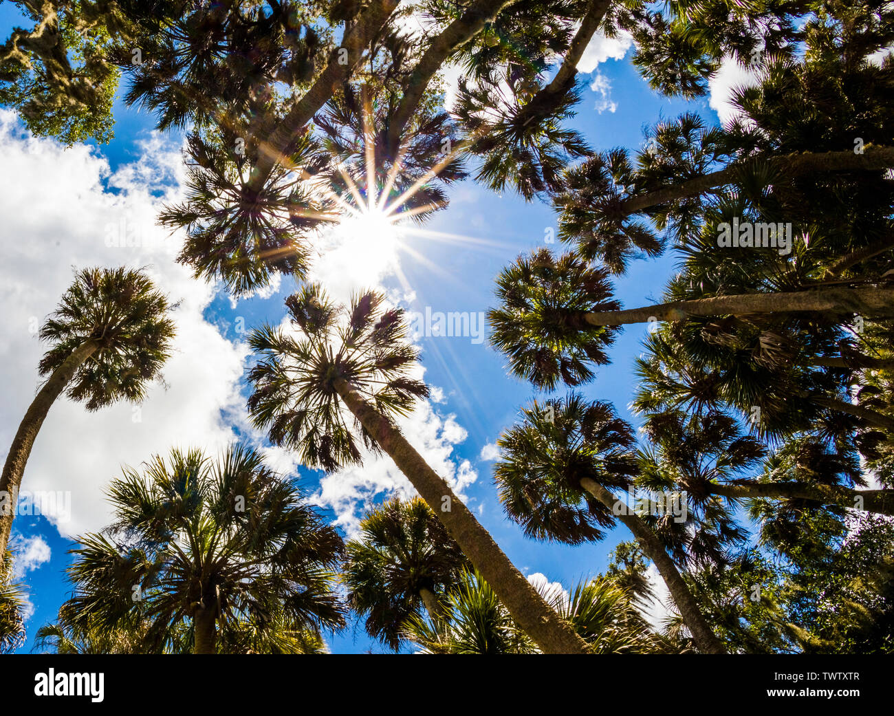 Suchen nach in Palmen mit Sunburst im Himmel in der Myakka River State Park in Sarasota Florida in den Vereinigten Staaten Stockfoto