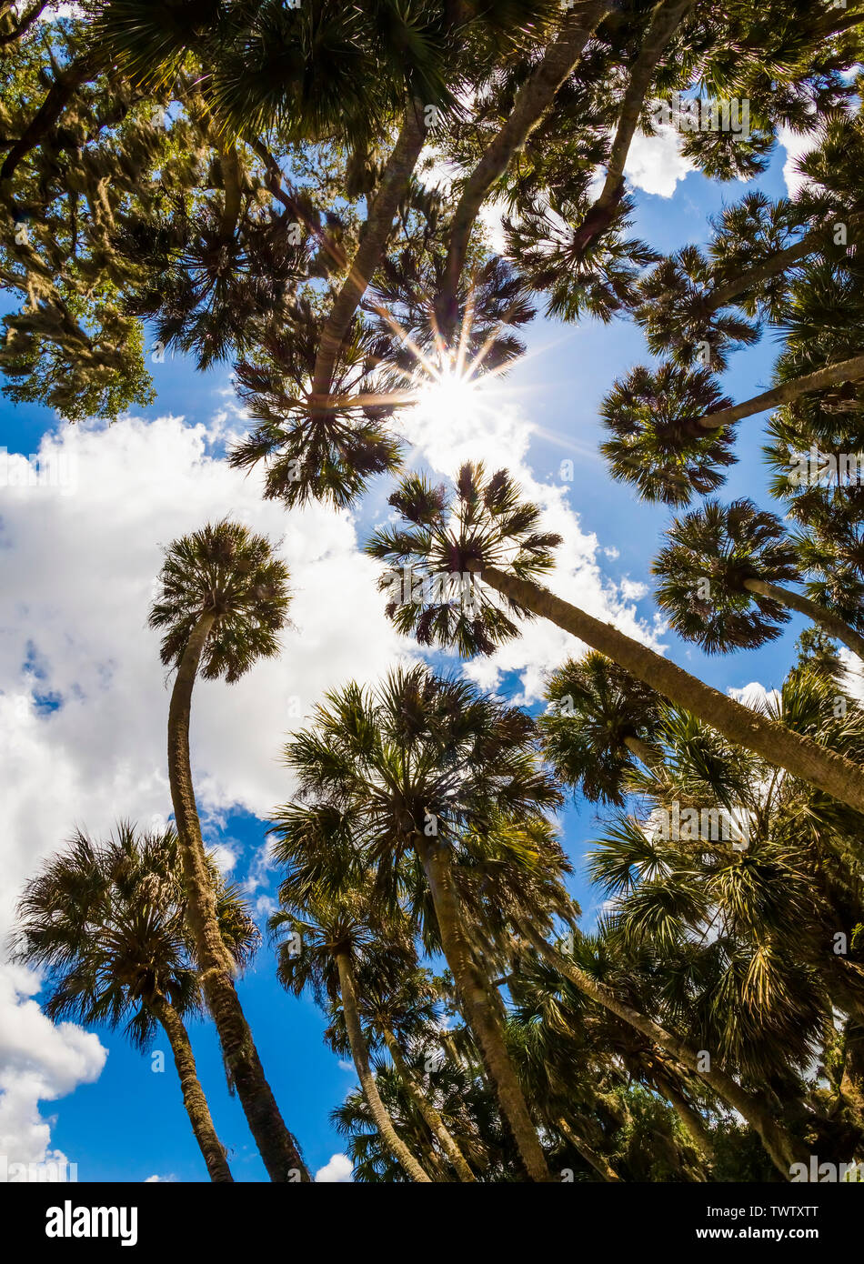 Suchen nach in Palmen mit Sunburst im Himmel in der Myakka River State Park in Sarasota Florida in den Vereinigten Staaten Stockfoto