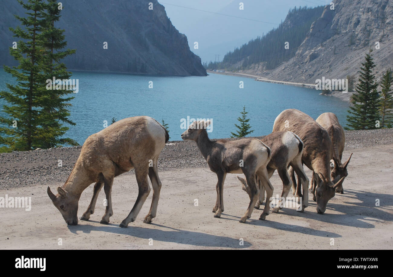 Big Horn Schafe lecken Salz aus einer Mountain Road Stockfoto