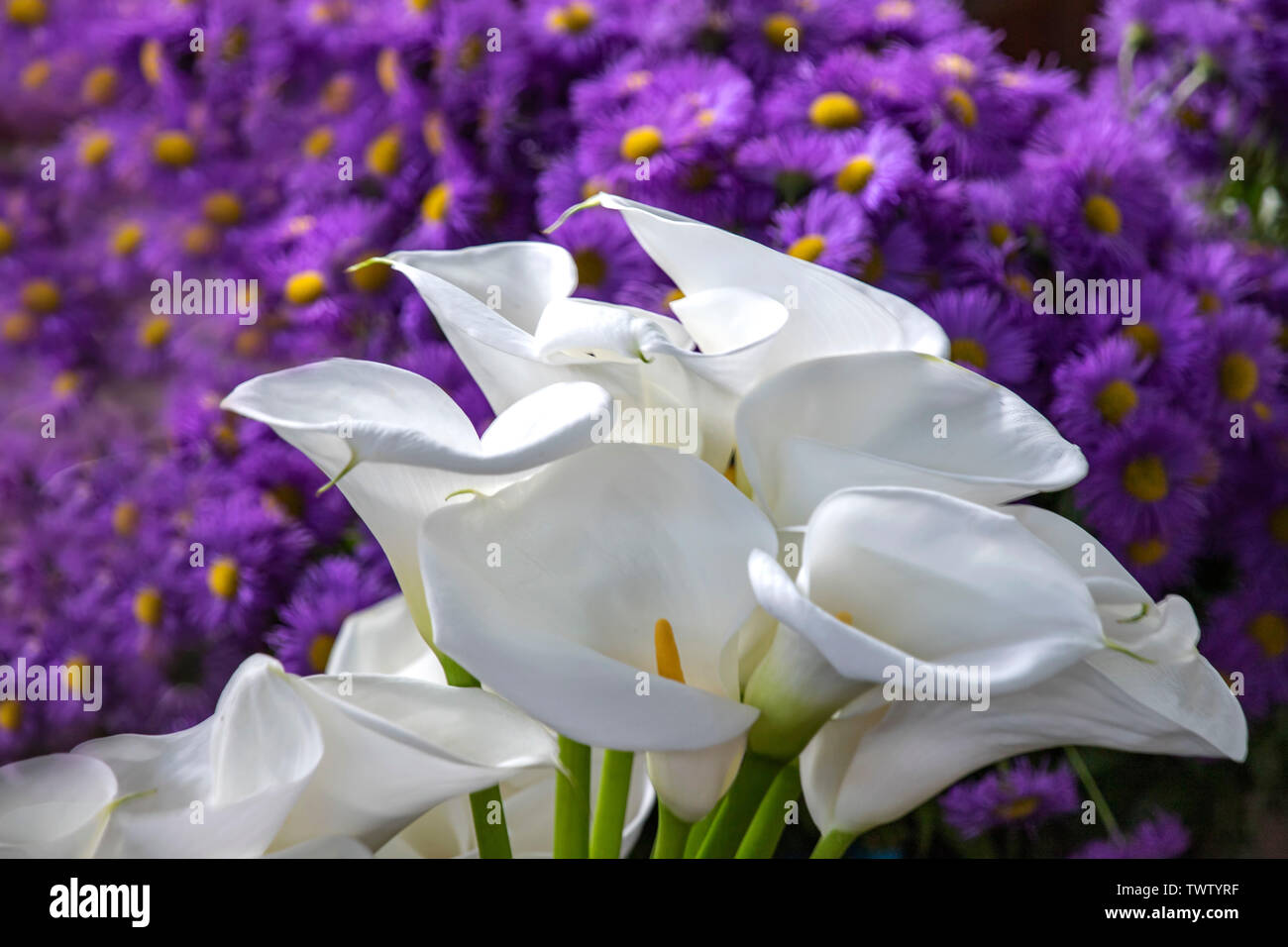 Weiße calla Blumen in der Nähe auf einem Hintergrund von lila Astern Stockfoto