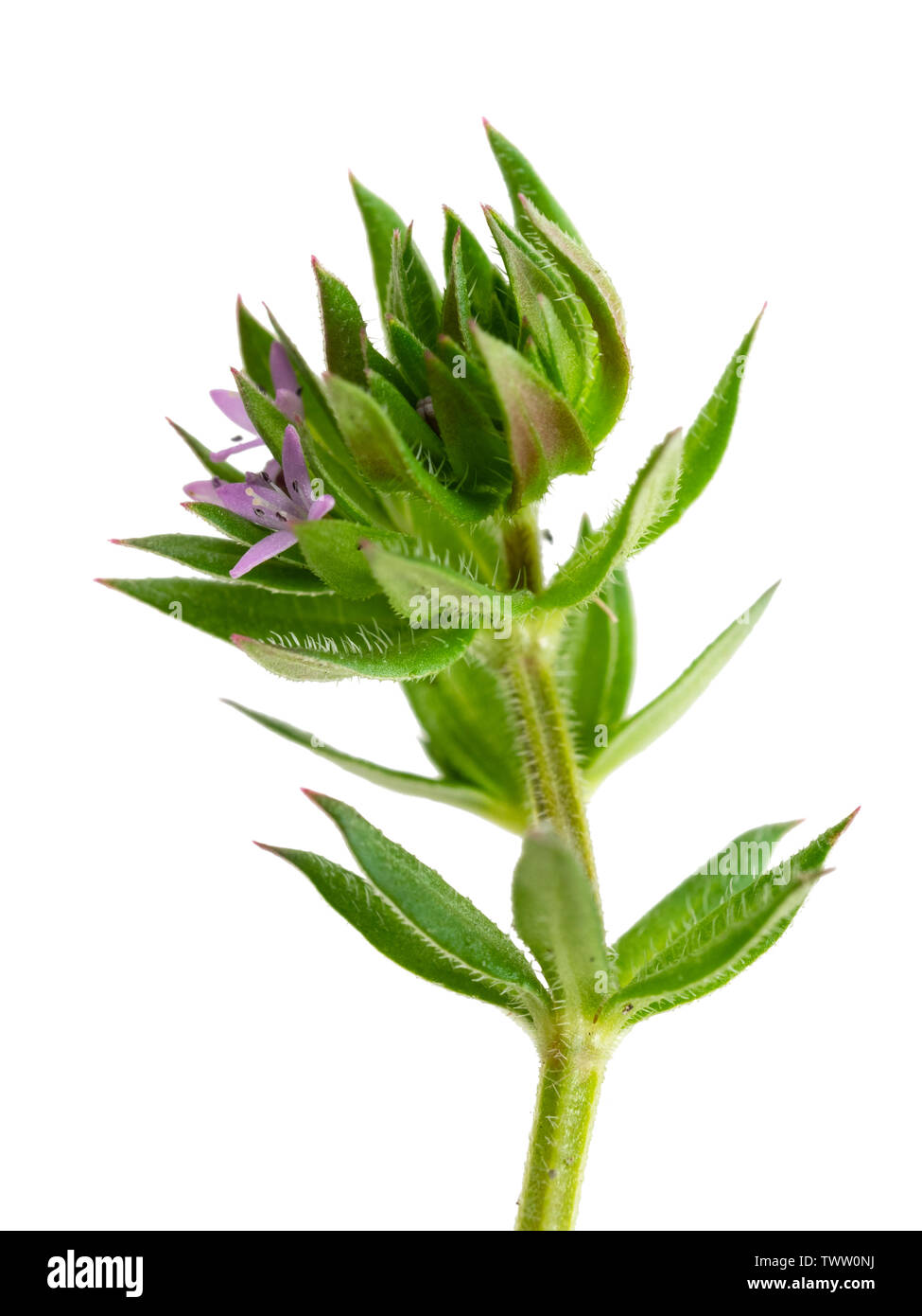 Kleiner schleichender Stamm und winzige Fliederblumen der britischen Wildblume, Feldmader, Sherardia arvensis, auf weißem Hintergrund Stockfoto