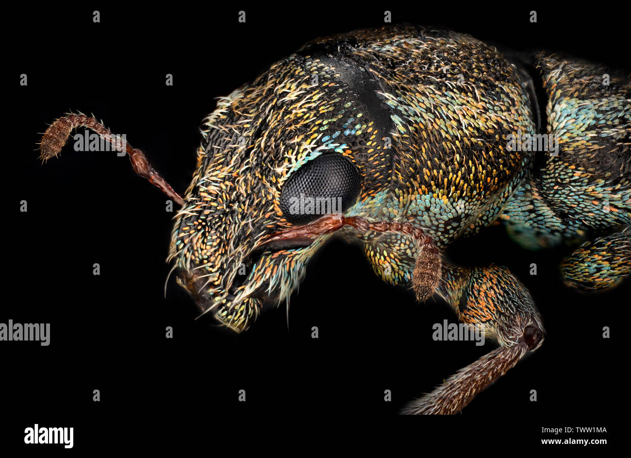 Die Erbsen und Bohnen Rüsselkäfer, Sitona lineatus, hohe makro Ansicht von Kopf und Mundwerkzeuge, Antennen, Augen Stockfoto