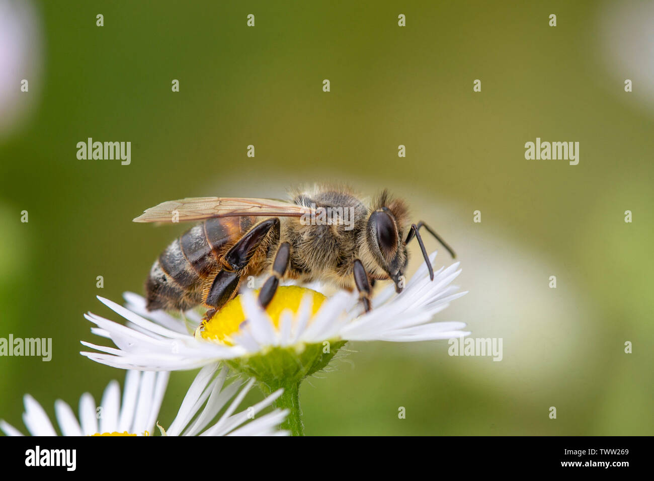 Biene auf der Blume Stockfoto