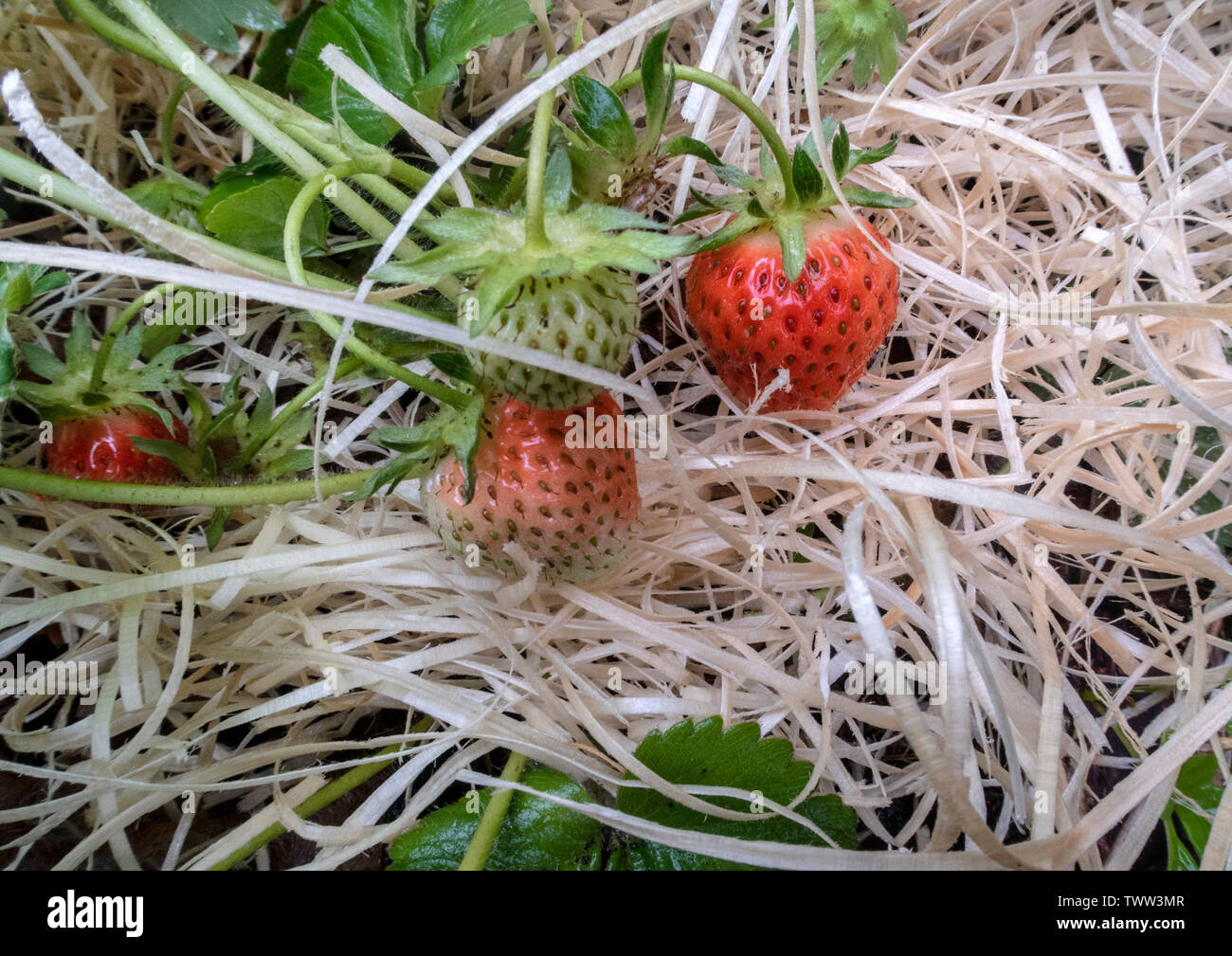Erdbeere 'Cambridge' wächst auf einem Bett aus Stroh. Erdbeeren auf Stroh. Stockfoto