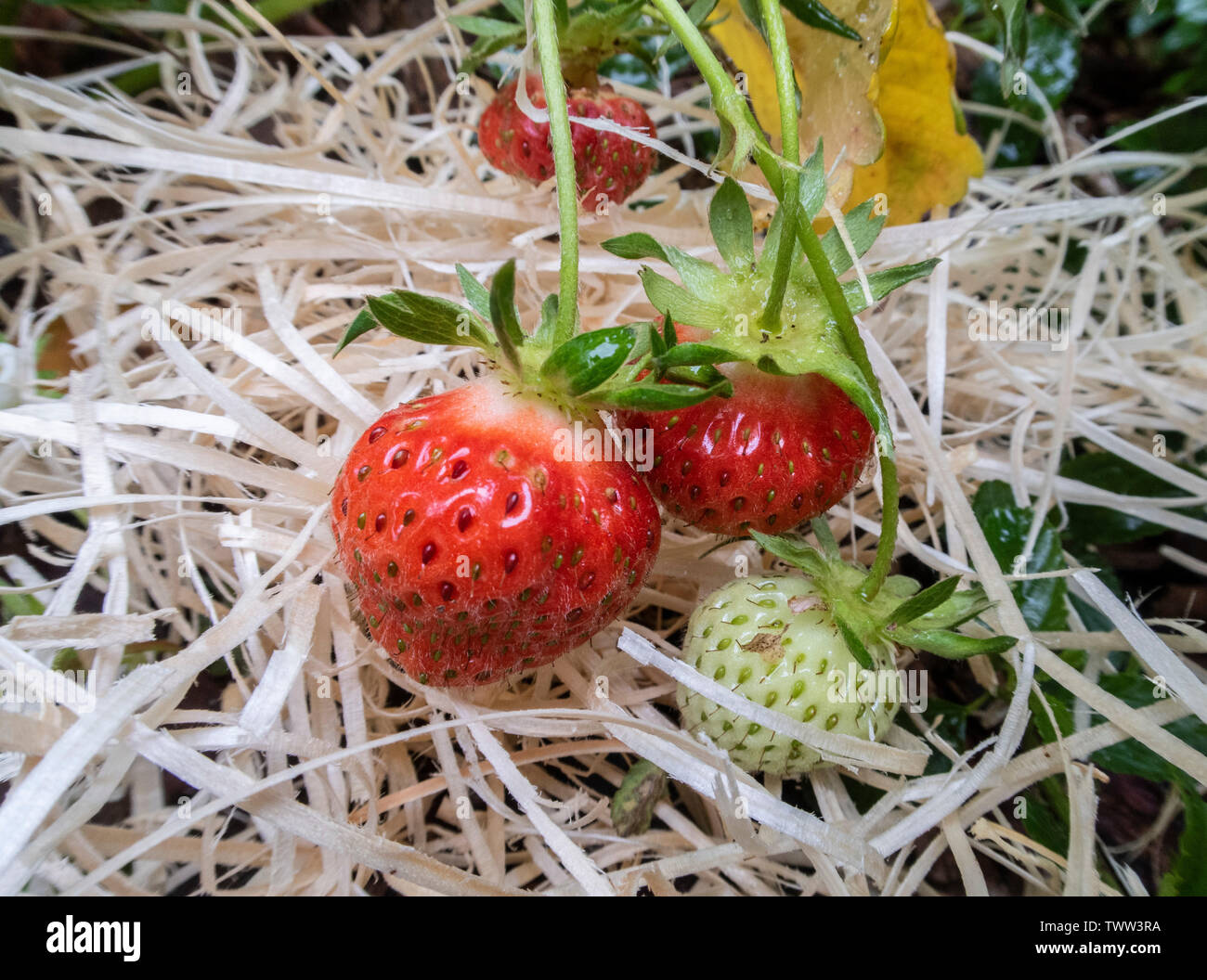 Erdbeere 'Cambridge' wächst auf einem Bett aus Stroh. Erdbeeren auf Stroh. Stockfoto