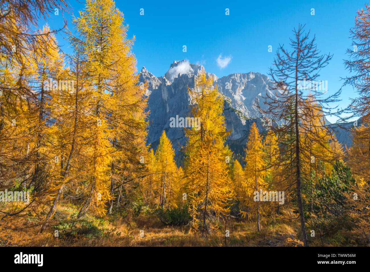 Blick auf Moiazza Berg von einem gelben Lärchenwald im Oktober. Herbstlaub, Herbst Farben mit Bäumen wurde gelb. Fallen in den italienischen Alpen. Stockfoto