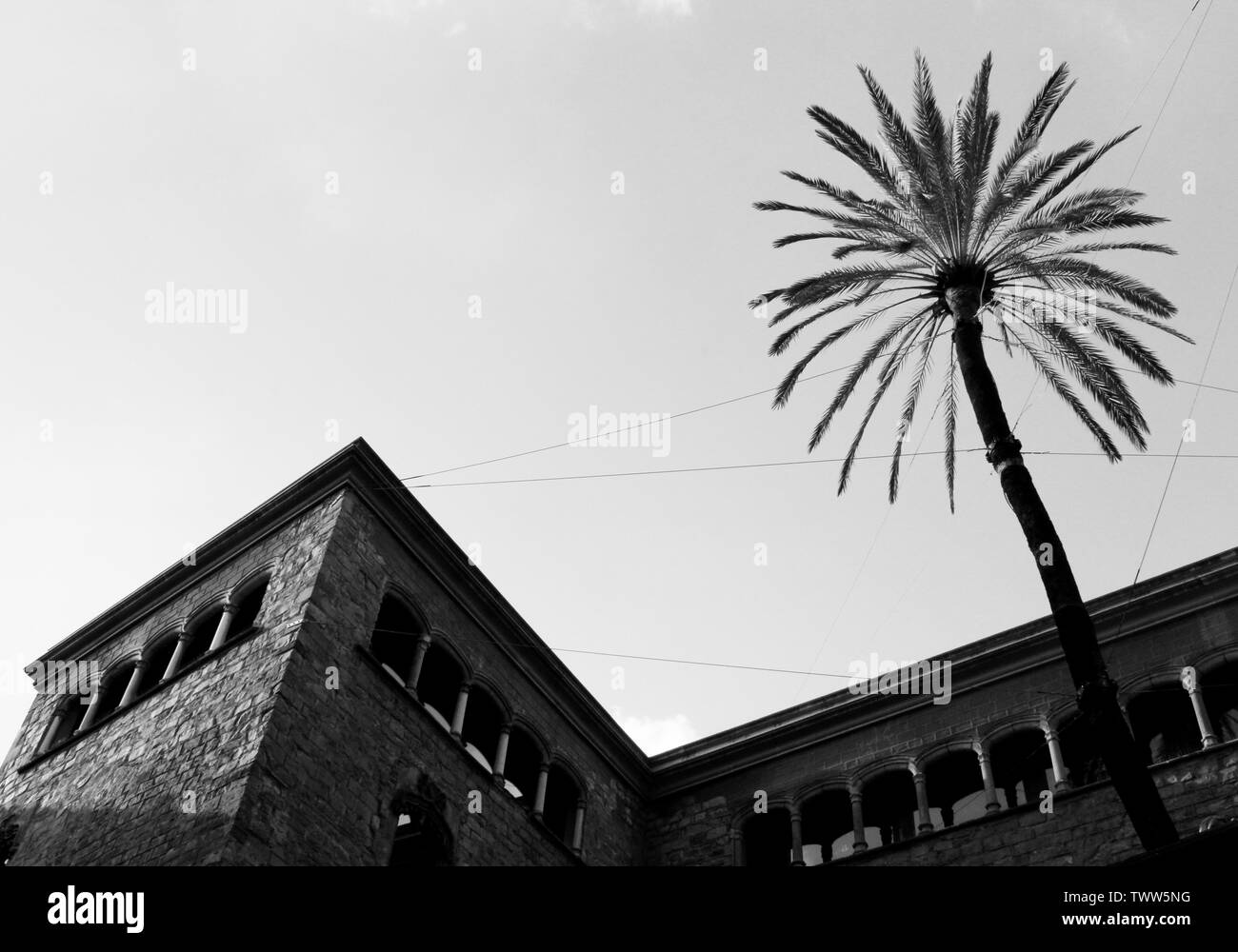 Palmenbaum und ein paar mittelalterlichen Gebäude in Barcelona, Spanien Stockfoto