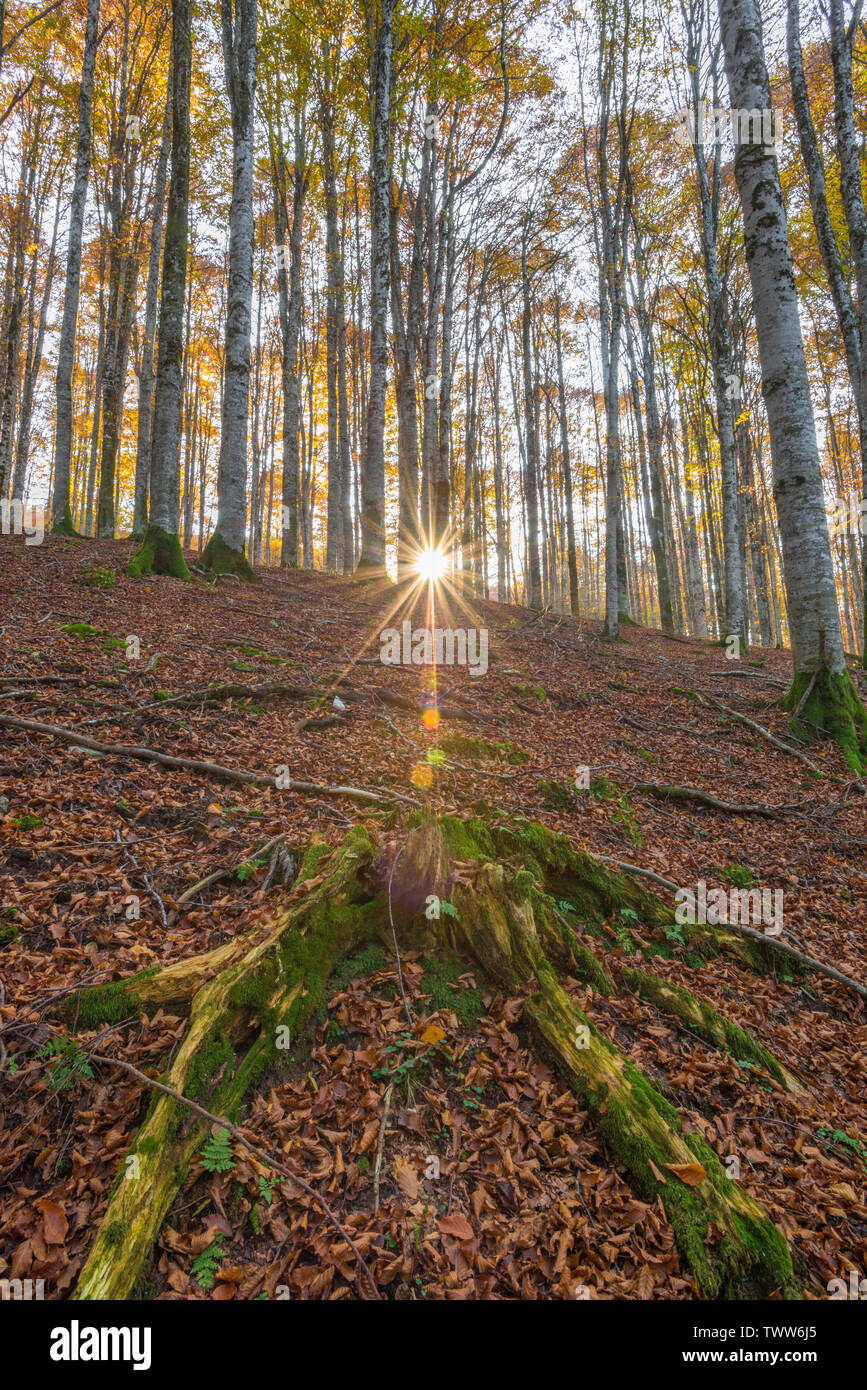 Sonne, die durch die Bäume in einem Buchenwald in Cansiglio, Italien. Oktober Blattwerk, Blätter, Teppich, Moosigen weiße Rinde Bäume. Baum Schatten. Stockfoto