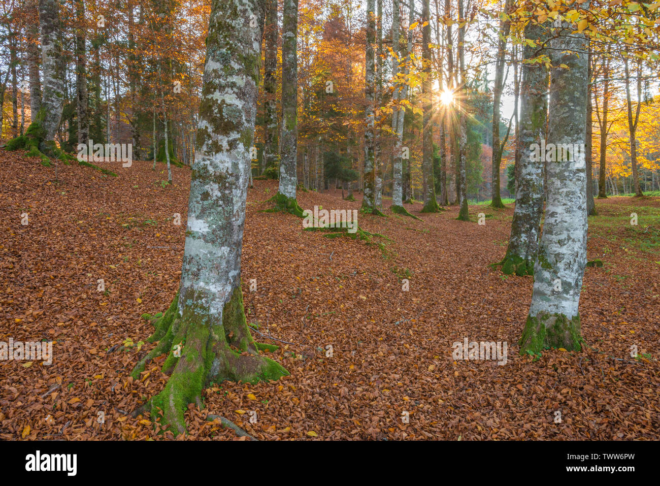 Sonne, die durch die Bäume in einem Buchenwald in Cansiglio, Italien. Oktober Blattwerk, Blätter, Teppich, Moosigen weiße Rinde Bäume. Baum Schatten. Stockfoto