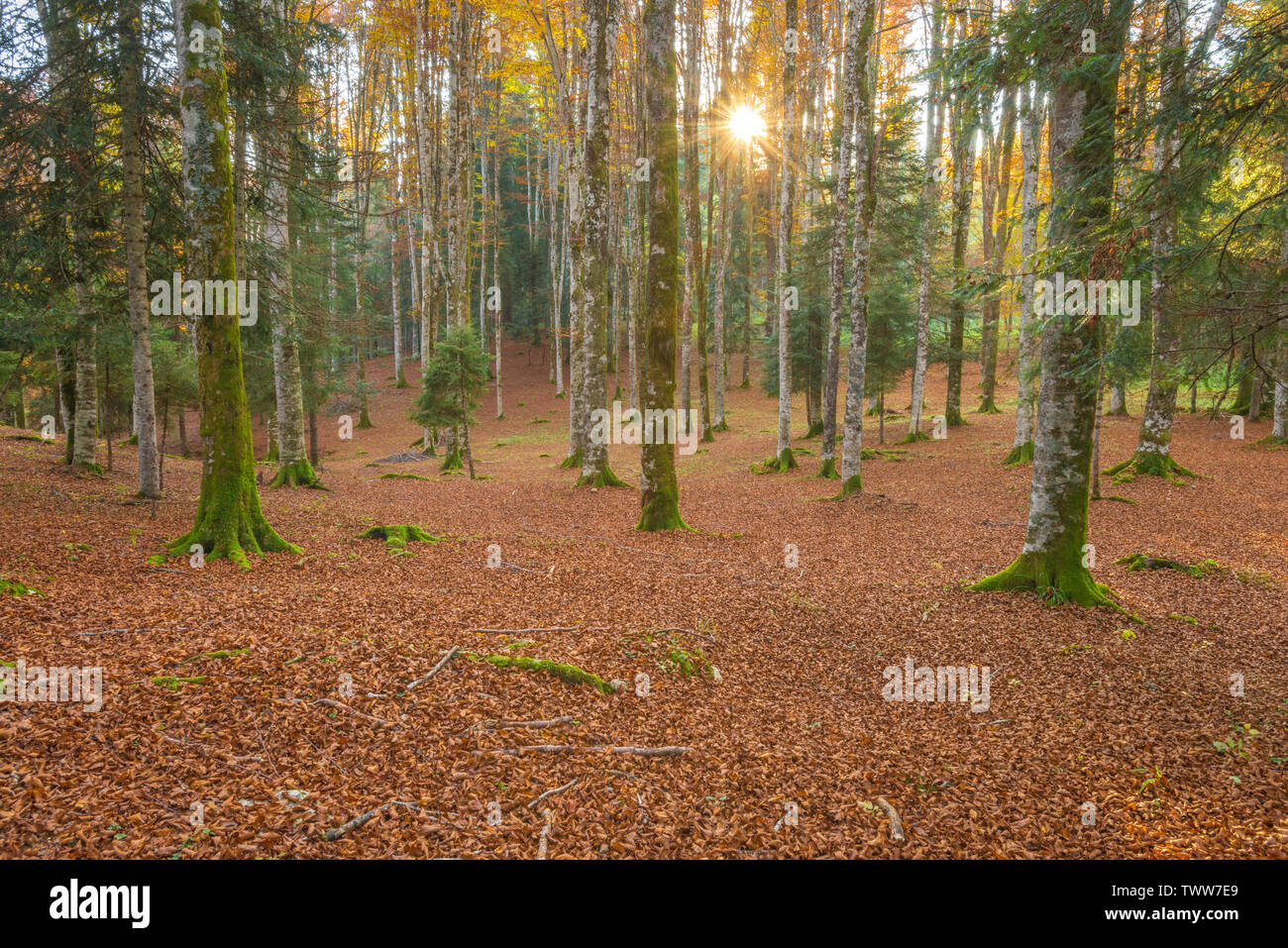 Sonne, die durch die Bäume in einem Buchenwald in Cansiglio, Italien. Oktober Blattwerk, Blätter, Teppich, Moosigen weiße Rinde Bäume. Baum Schatten. Stockfoto