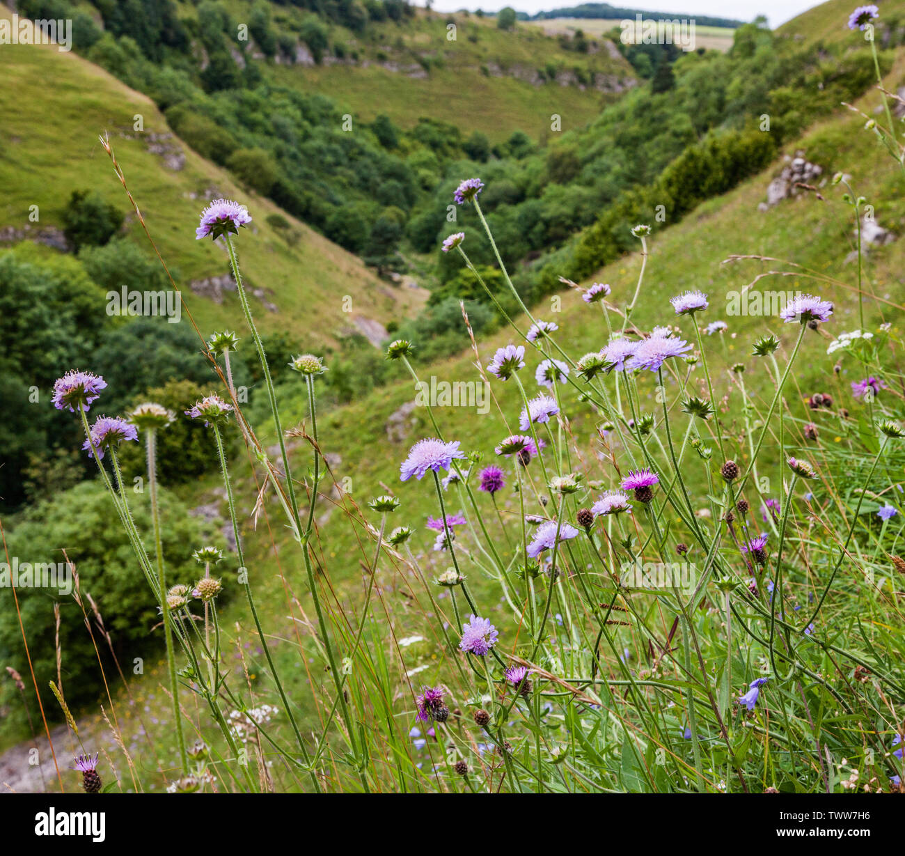 Feld-witwenblume Knautia arvensis wächst an den steilen Grashängen von deepdale in der Nähe von Buxton in der Derbyshire Peak District DE Stockfoto