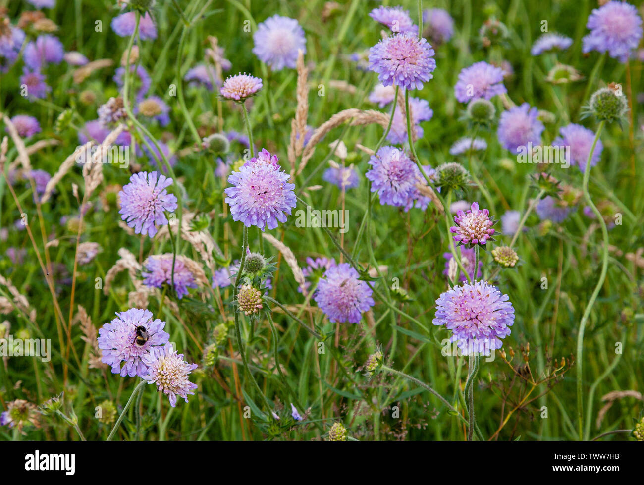 Feld-witwenblume Knautia arvensis eine reiche Quelle von Nektar für Bienen, Schmetterlinge und andere Insekten im Hochsommer UK Stockfoto