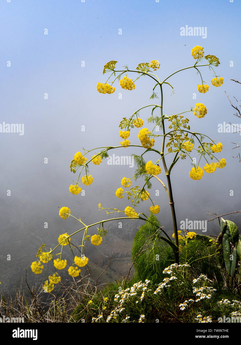 Ferula linkii - eine umbellifer mit gelben Blüten und federartigen Laub, wächst hier auf 1000 m in den Highlands von La Gomera Kanarische Inseln Stockfoto