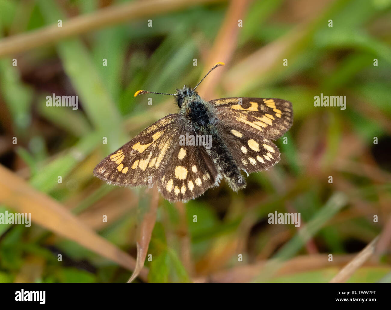 Carterocephalus palaemon Chequered skipper Schmetterling an Glasdrun in der Nähe von Fort William in den Highlands von Schottland Großbritannien Stockfoto