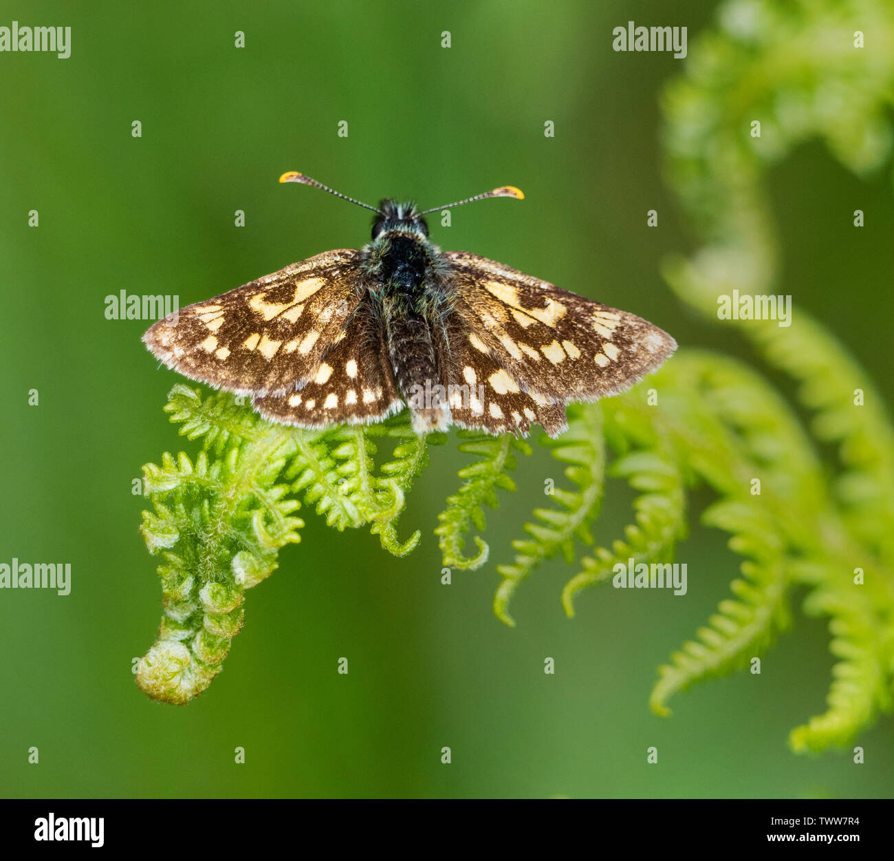 Checkered skipper Schmetterling Carterocephalus palaemon Sonnen auf Bracken an Glasdrun in der Nähe von Fort William in den Highlands von Schottland Großbritannien Stockfoto