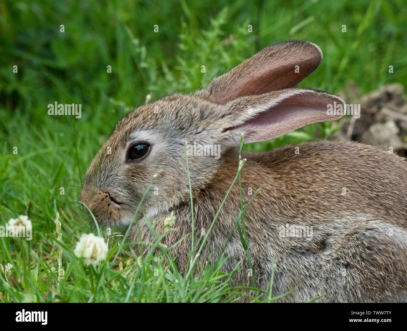 Junge europäische Kaninchen Oryctolagus cuniculus grasen in einer Wiese von einem Waldrand in Somerset UK Stockfoto