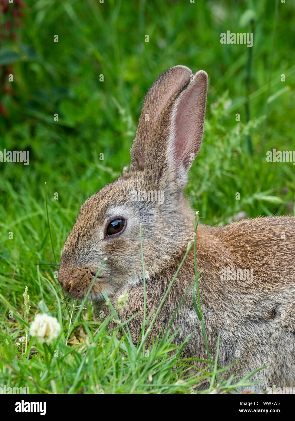 Junge europäische Kaninchen Oryctolagus cuniculus grasen in einer Wiese von einem Waldrand in Somerset UK Stockfoto