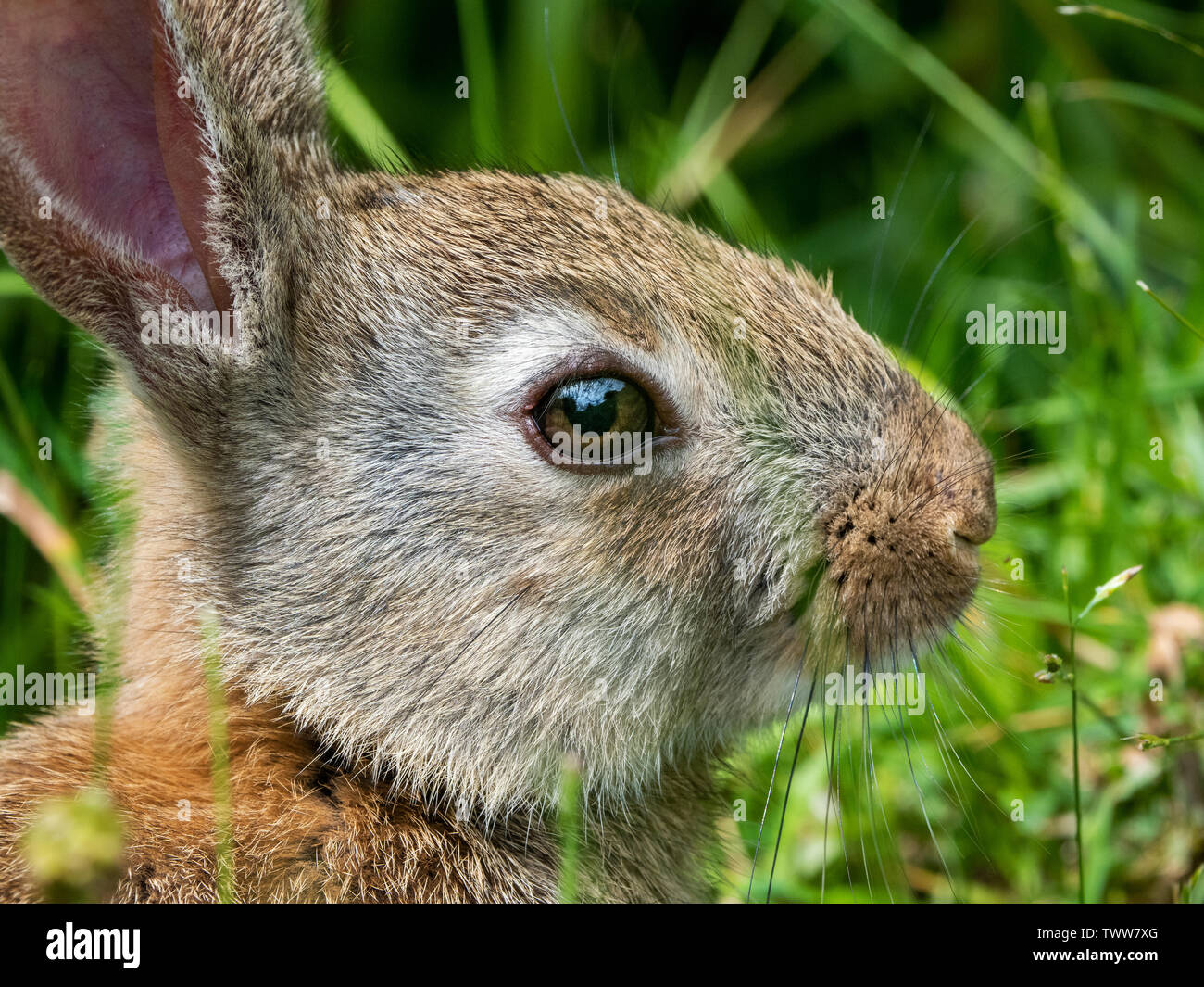 Intime Nahaufnahme Porträt einer jungen europäischen Kaninchen Oryctolagus cuniculus durch einen Waldrand in Somerset UK Stockfoto