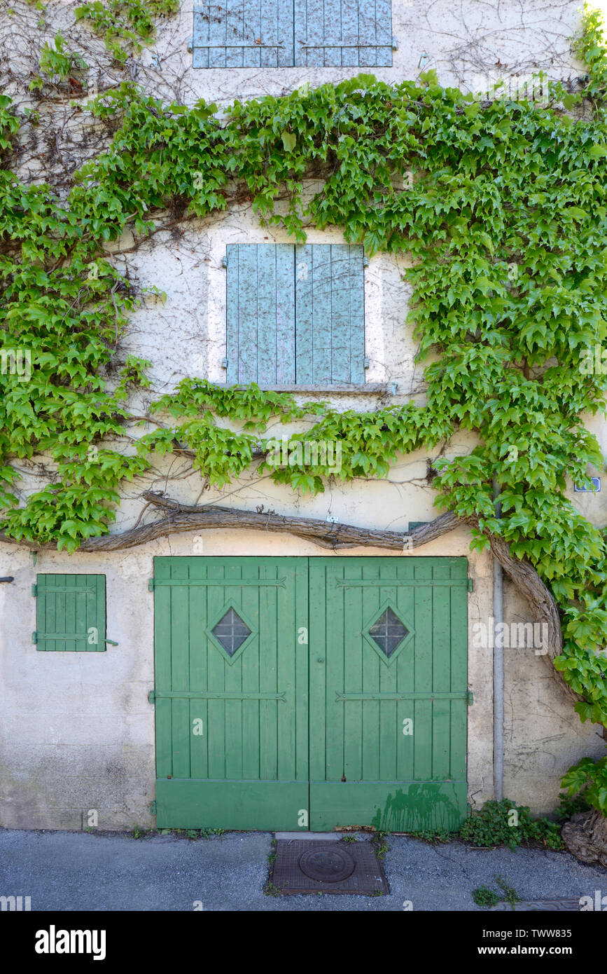 Ampelopsis glandulosa Peppervine Creeper wächst um Green Shutters & Green Garage Türen des Dorfhauses in Ventabren Provence Frankreich Stockfoto