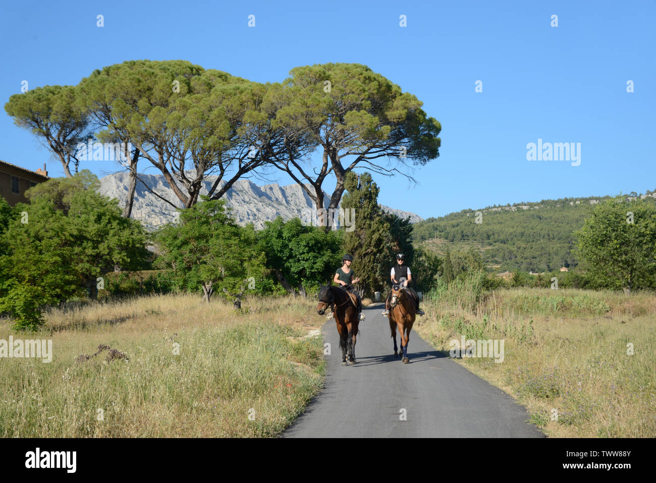 Horsehiding auf dem Land in der Nähe von Aix-en-Provence mit Mont Sainte-Victoire Berg & Sonnenschirm Pinien im Hintergrund Provence Frankreich Stockfoto
