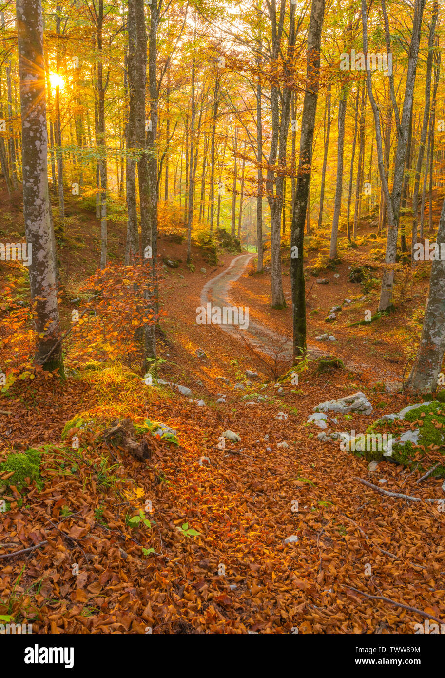 Buche Wald bei Sonnenuntergang, Sonne, Einstellung auf idyllische kleine Straße, Anschluss in den Wald. Laub in Italien, Blätter Teppich und bemoosten Bäume. Stockfoto