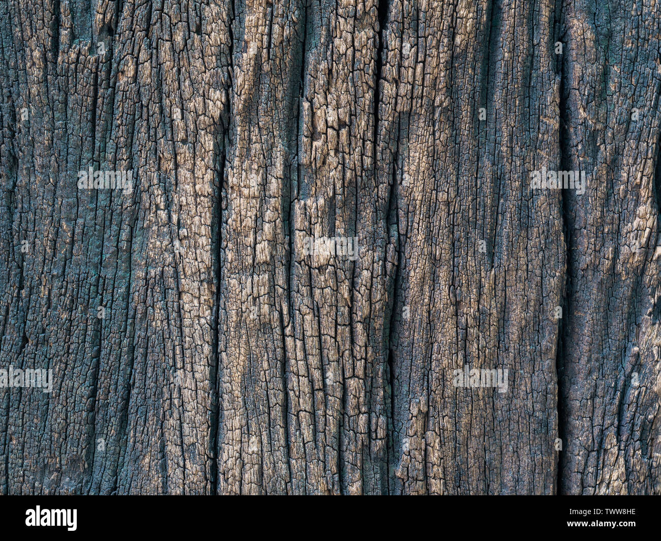 Closeup getrocknet Textur der dunkle braune Rinde für ues als Hintergrund. Stockfoto