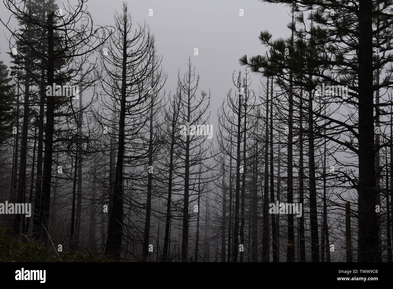 Grand Sequoias stehen im Nebel Stockfoto