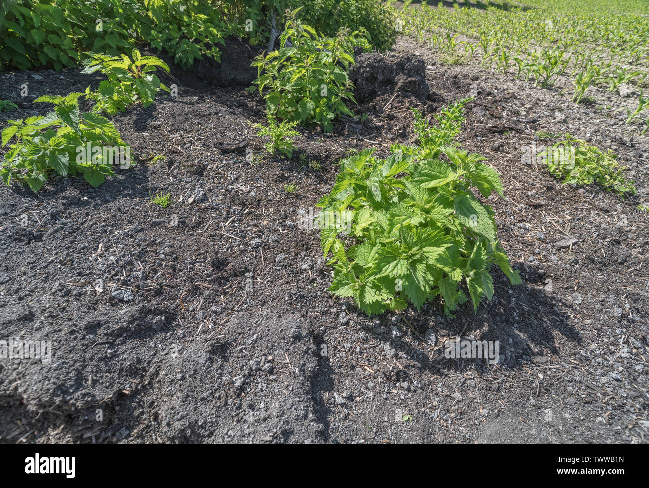 Büschel der Hintergrundbeleuchtung brennessel Blätter in der Morgensonne auf aus getrockneten Dung Haufen. Metapher schmerzhaft, hat Wild, Bett von Brennnesseln. Stockfoto