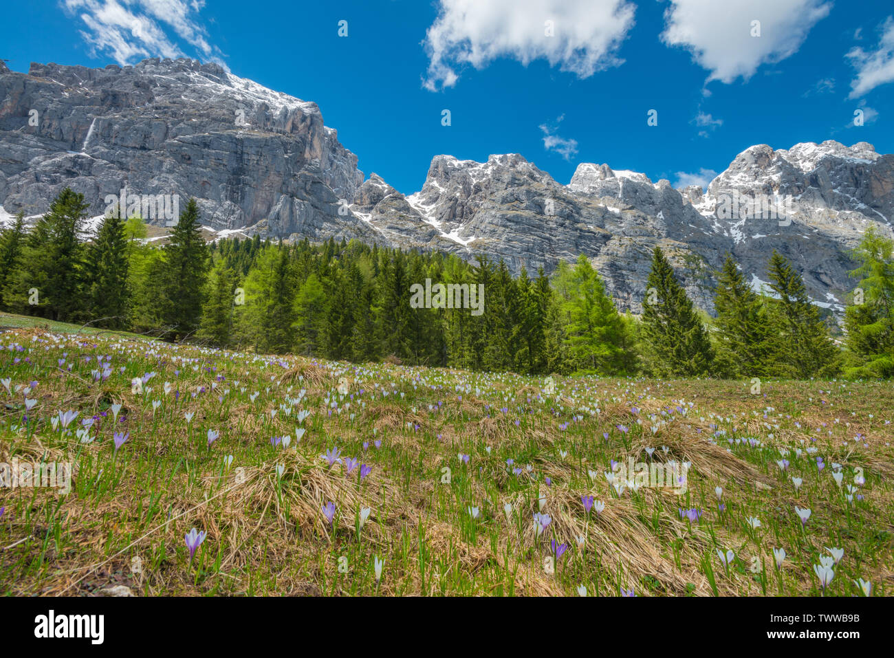 Lawine in den steilen Bergen von Italien, saftige Wiese voller Krokusse Blumen. Grünen Weide in Wildblumen bedeckt, der Schneeschmelze in den Bergen. Stockfoto