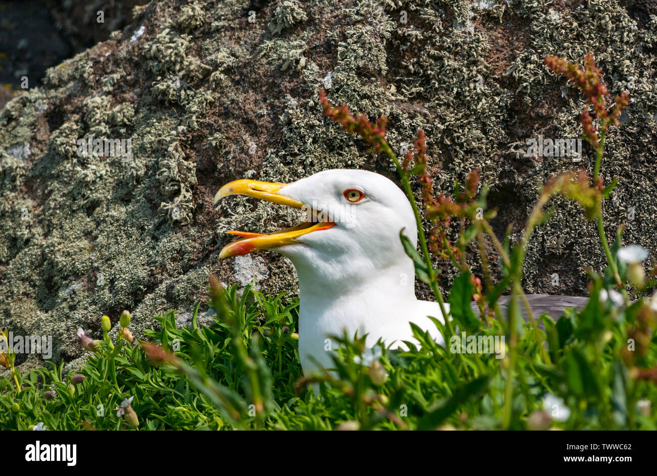 Insel, Nordsee, UK. 23. Juni 2019. Seabird auf der Scottish Natural Heritage Nature Reserve. Ein nistkasten Silbermöwe, Larus argentatus, kühlt sich in der warmen Sonne, indem Sie seinen Schnabel öffnen Stockfoto