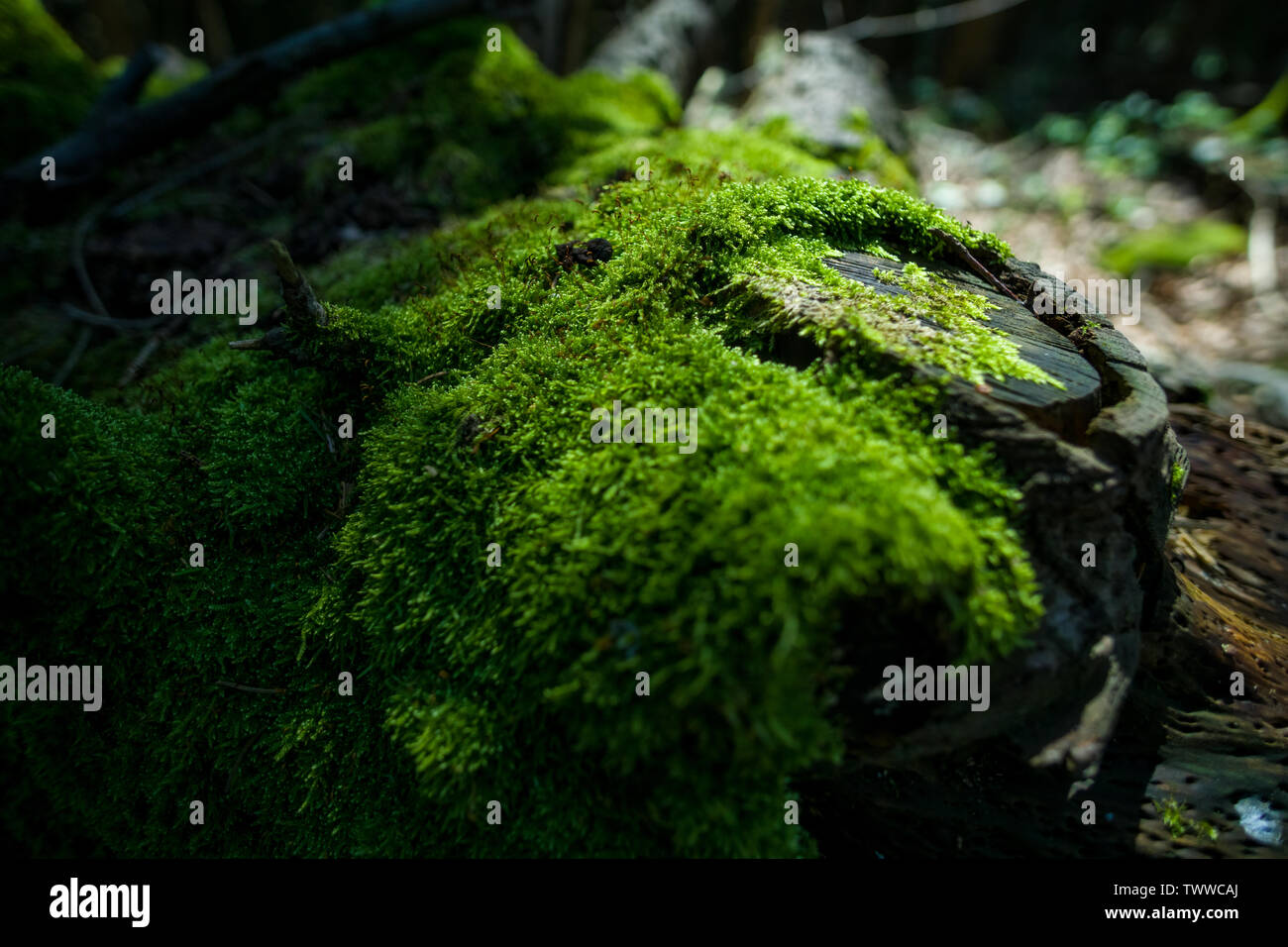 Scharfe Nahaufnahme von Bemoosten Holz. Schöne Moos und Flechten bedeckt. Bright Green Moss Hintergrund strukturierte in der Natur. Stockfoto