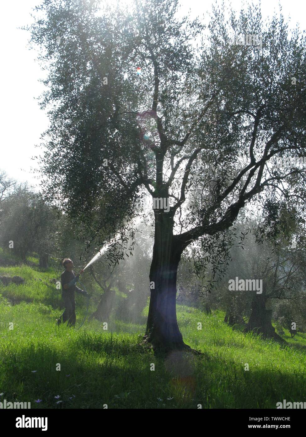 Spritzen Olivenbume mit einem Ton Lsung gegen Fruchtfliege zu schtzen.  Die Loup Tal ber Nizza, Frankreich Stockfotografie - Alamy