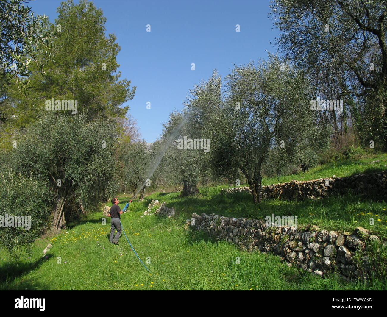 Spritzen Olivenbume mit einem Ton Lsung gegen Fruchtfliege zu schtzen.  Die Loup Tal ber Nizza, Frankreich Stockfotografie - Alamy