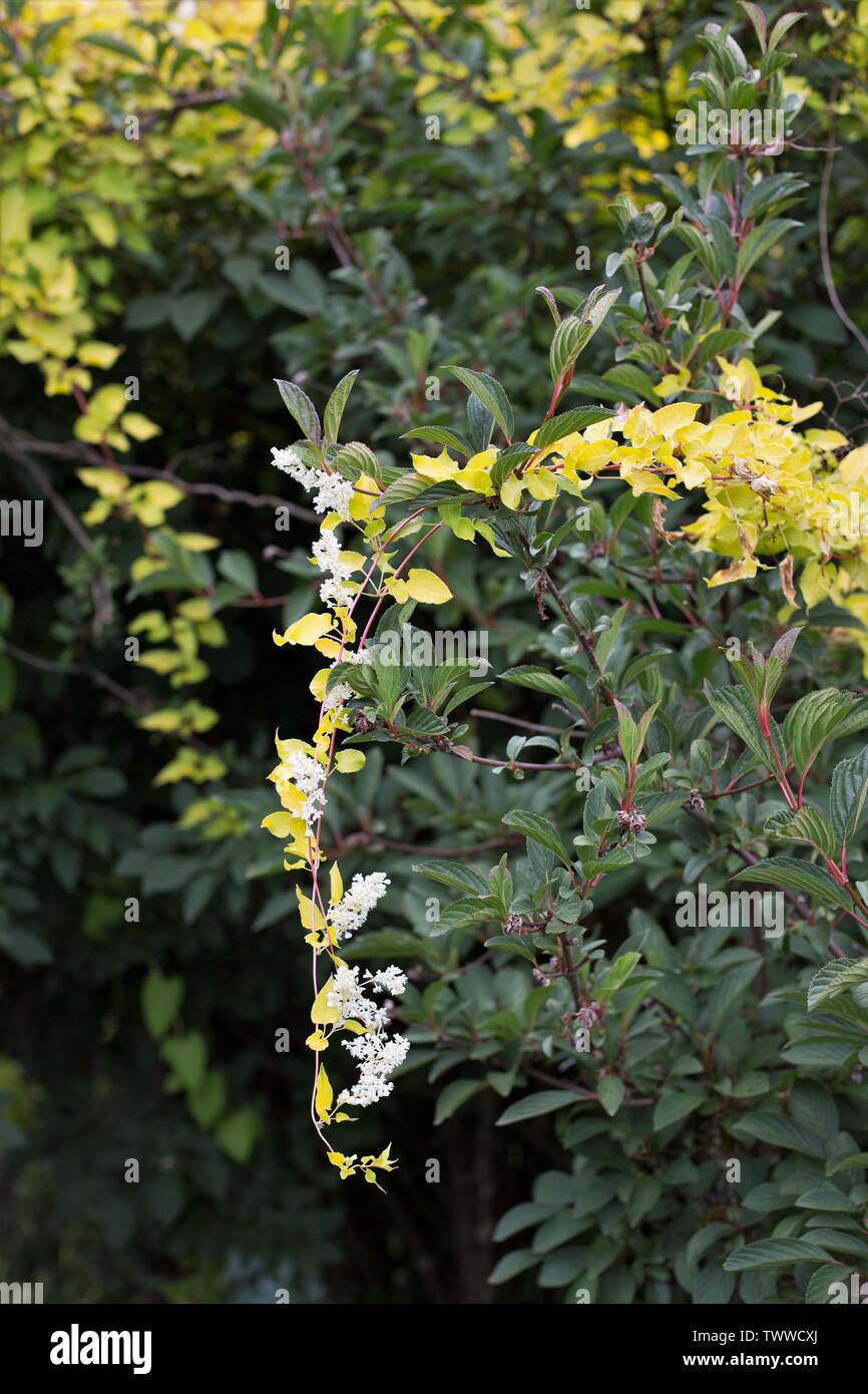 Fallopia baldschuanica 'Zitrone Lace" Anlage. Stockfoto