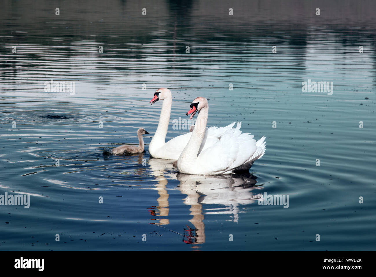 Paar Höckerschwäne (Cygnus olor) mit flaumige Küken (hässliche Entlein) auf See Stockfoto