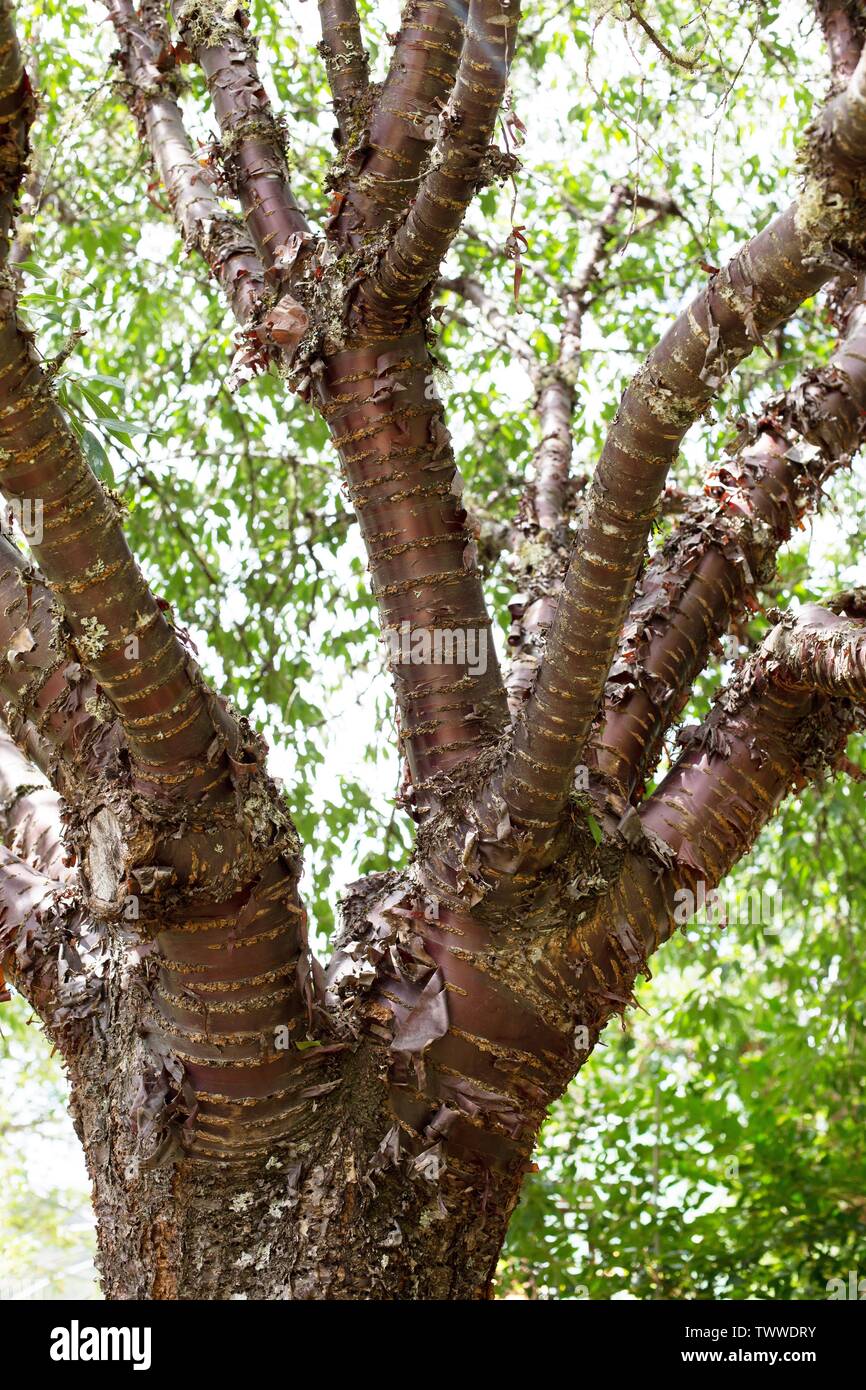Nahaufnahme eines Prunus Serrula (Tibetische Cherry) Baum. Stockfoto