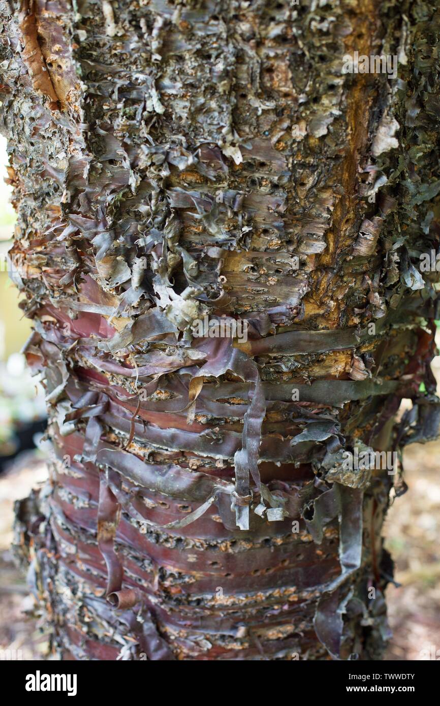 Nahaufnahme eines Prunus Serrula (Tibetische Cherry) Baum. Stockfoto