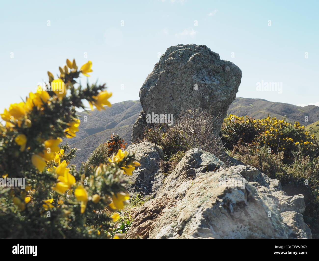 Lone Rock auf einem Hügel; durch gelbe und orange Blumen umgeben. Stockfoto