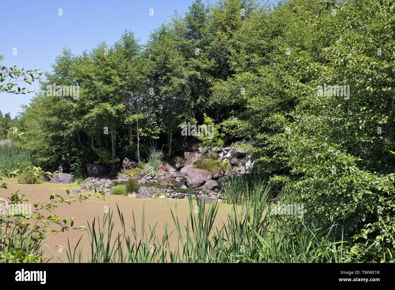 Talking Water Gardens, ein technisch Wasseraufbereitung Feuchtgebiet in Albany, Georgia, USA. Stockfoto