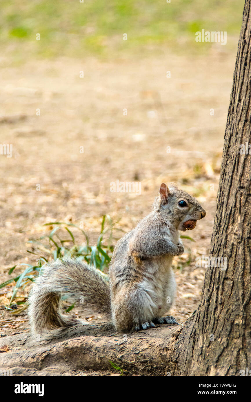 Eastern Grey Squirrel, Sciurus carolinensis, mit einem sehr großen Mutter, beißen Mehr, als er kauen kann, am Washington Square Park, New York City Stockfoto